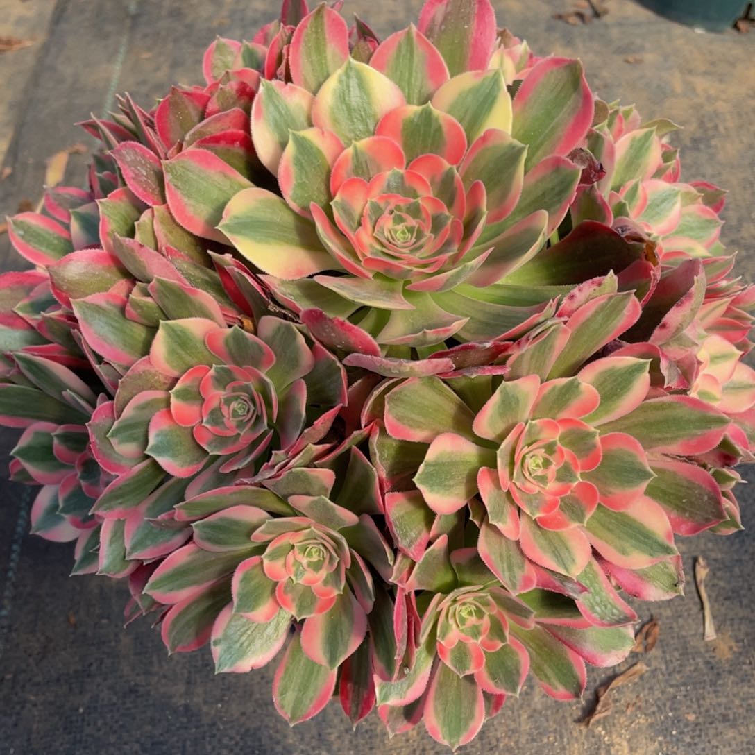 472粉女郎精品法师多肉