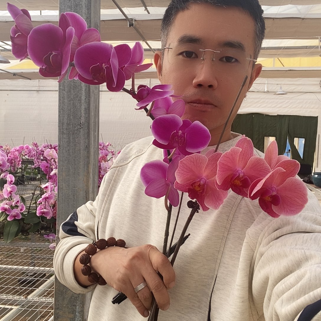 完全开放比勒托尼亚➕小桔灯类似0017