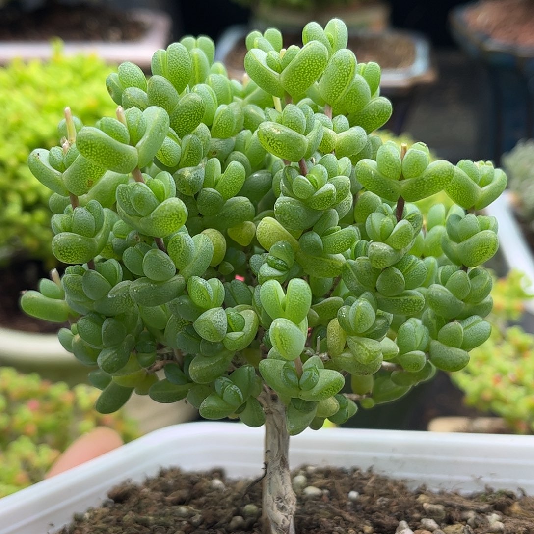 27元宝优选枝干番杏