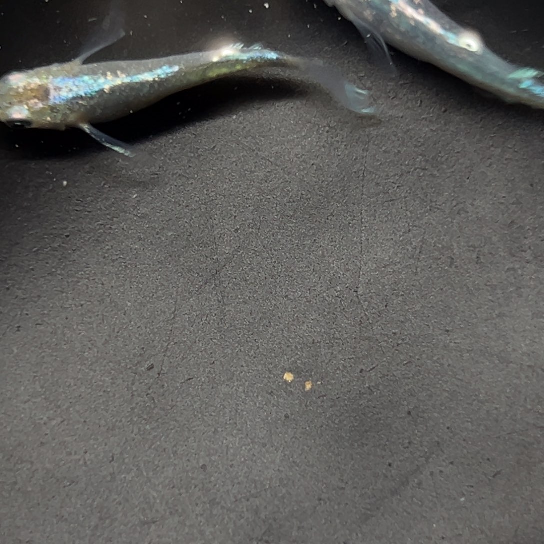 海水鱼赶紧减肥很难吗飞机