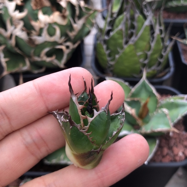 迷你状态芽姬霍利达龙舌兰