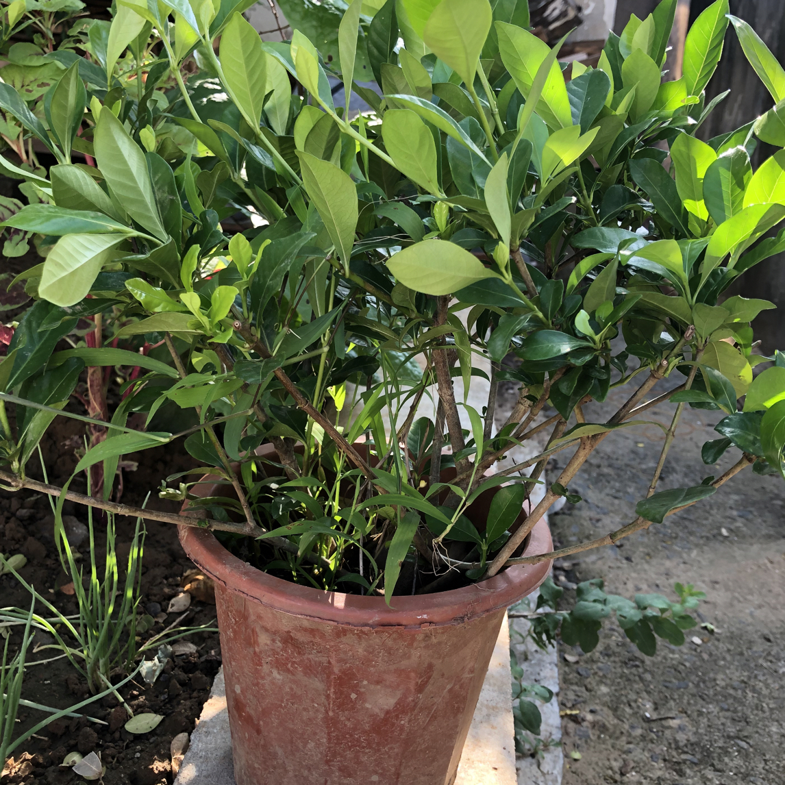 四季长青牡丹支子花可适用于阳台，庭院地栽辣椒树猴面包树盆栽