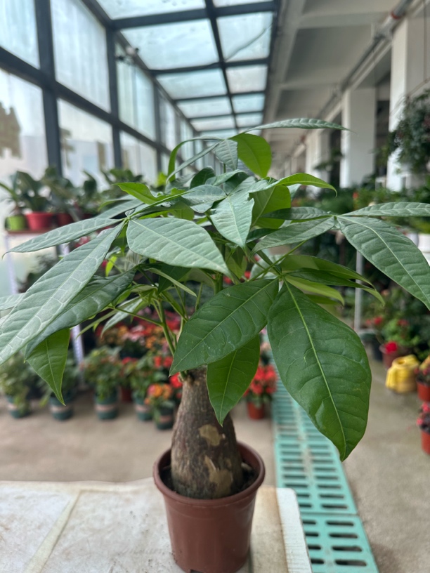 《新疆包邮》独杆粗杆发财树室内客厅办公室招财盆景好养活绿植盆栽