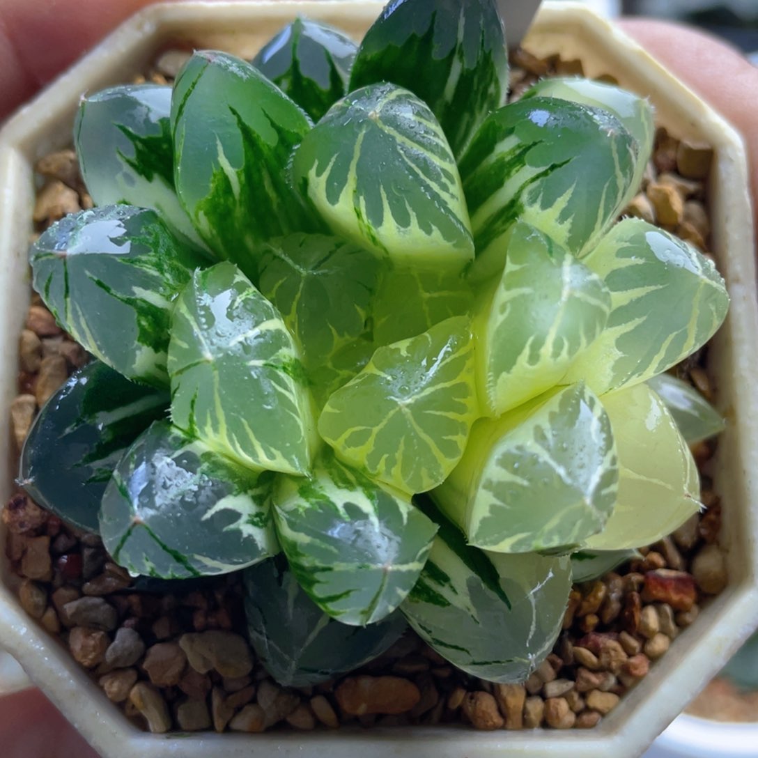 20.十二卷多肉水晶灯玉露锦。   