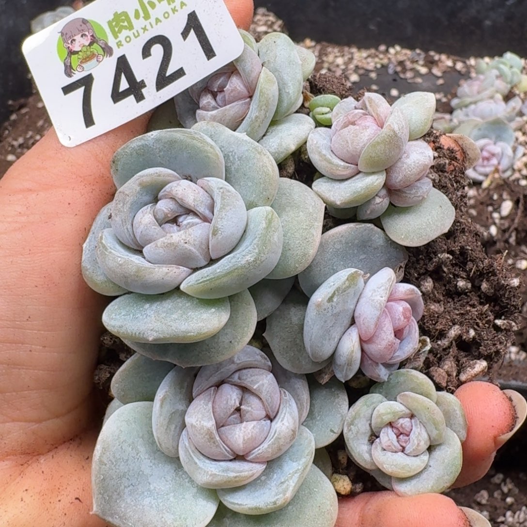 多肉植物多肉植物