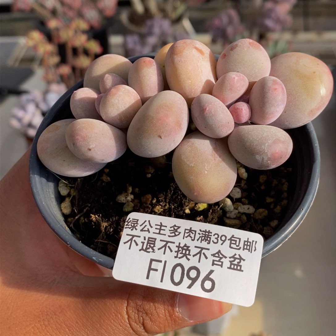 096蛋黄奶多肉7cm