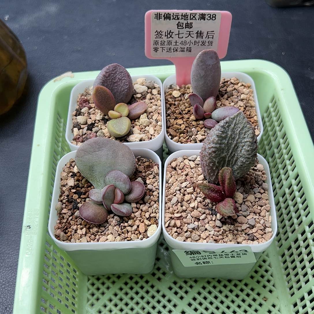 李*?463甜心仙桃紫蛋猪舌多肉