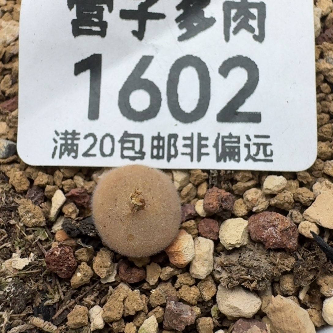 D毛球。   脱土。      