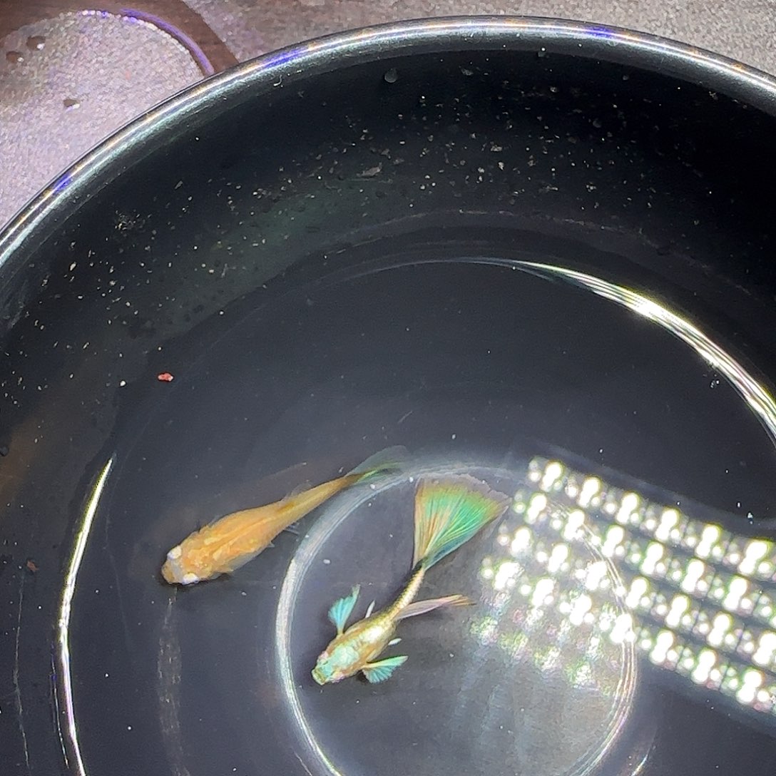 孔雀鱼黄化蓝礼服飞船一对