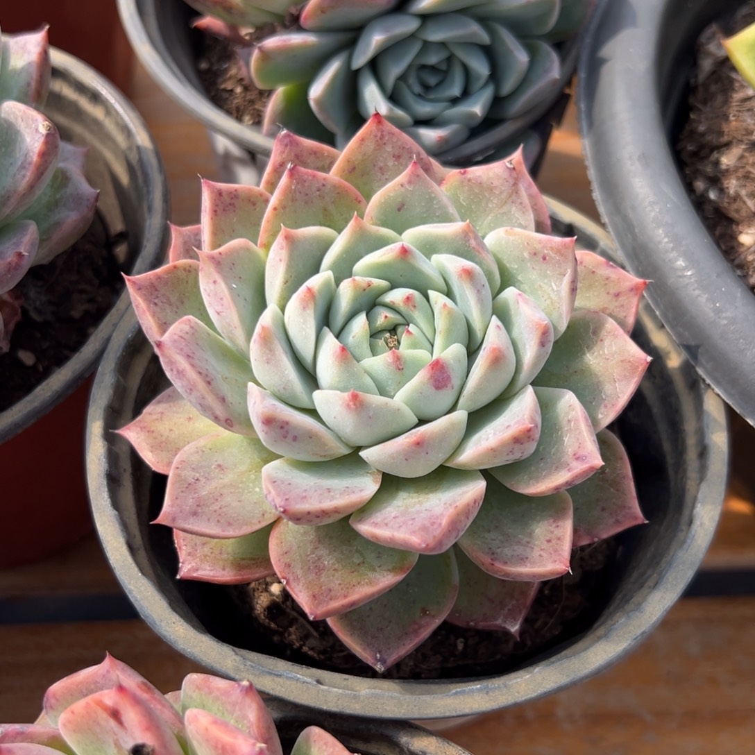 多肉植物单头天鹅绒