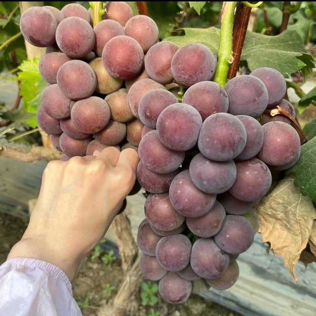 三年自根大苗盆栽大苗南北方种植庭院爬藤当年结果葡萄树苗