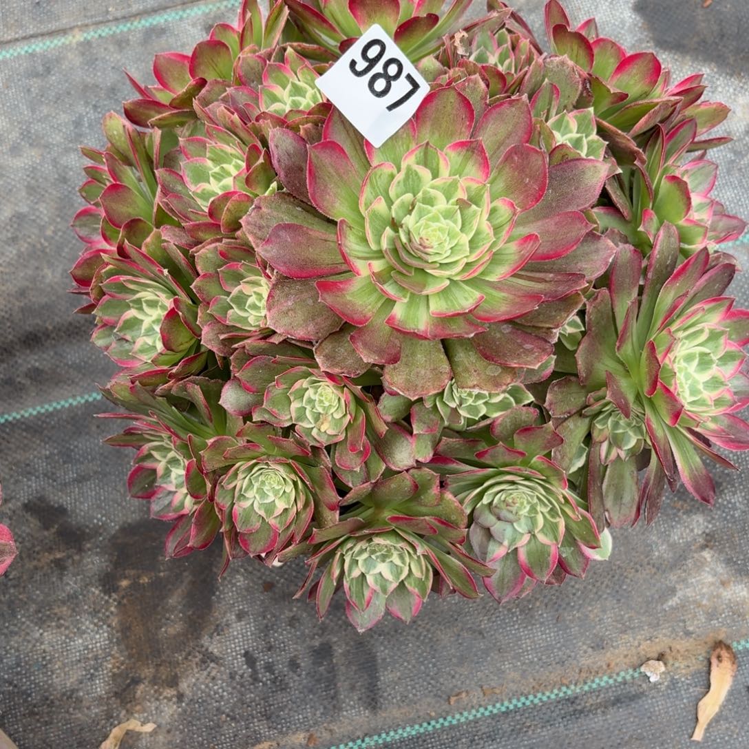 987万彩灯多肉植物福利