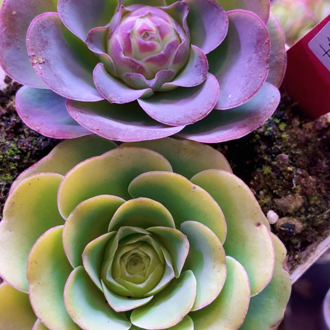 山地玫瑰开播福利一物一拍354大白