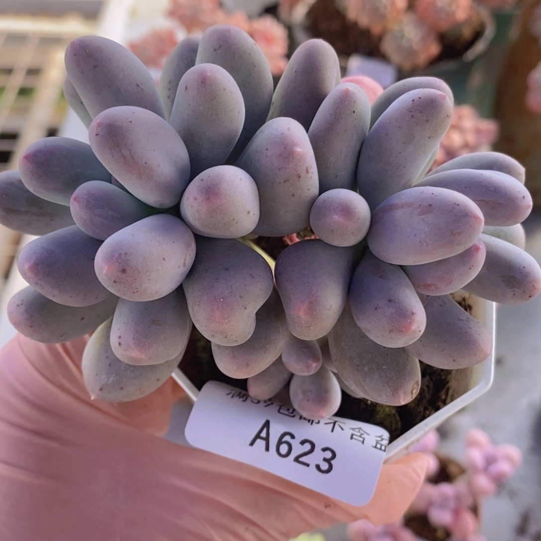 米可7cm623多肉植物