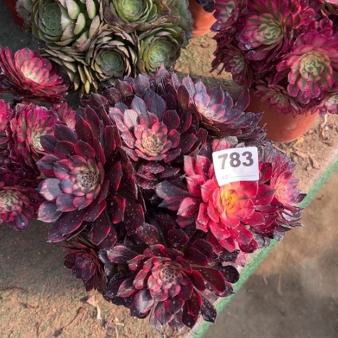 783烟花朵朵多肉，