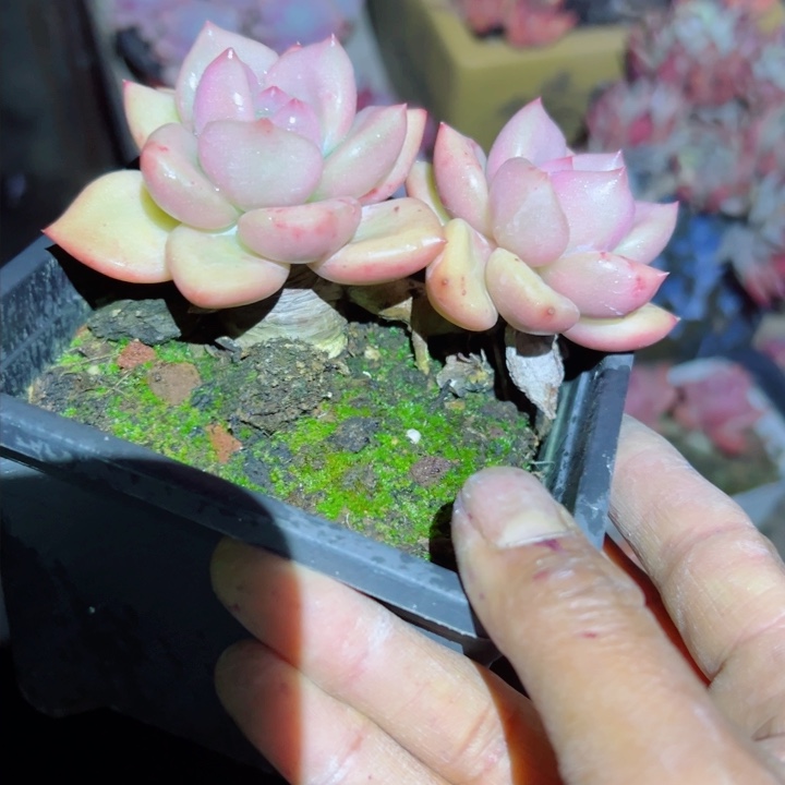 精品多肉植物老桩