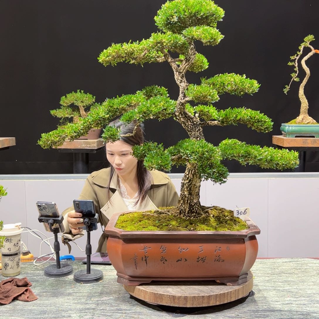 四季常青老桩黄杨盆景