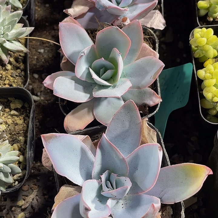 广寒宫2.8带盆土发过