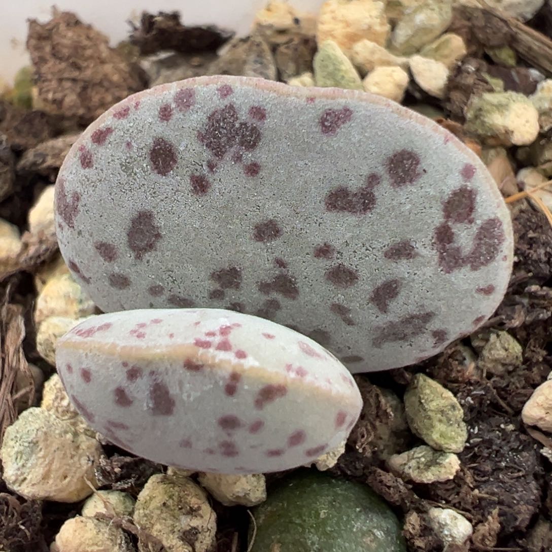 花蛋多肉植物水泡斑点款