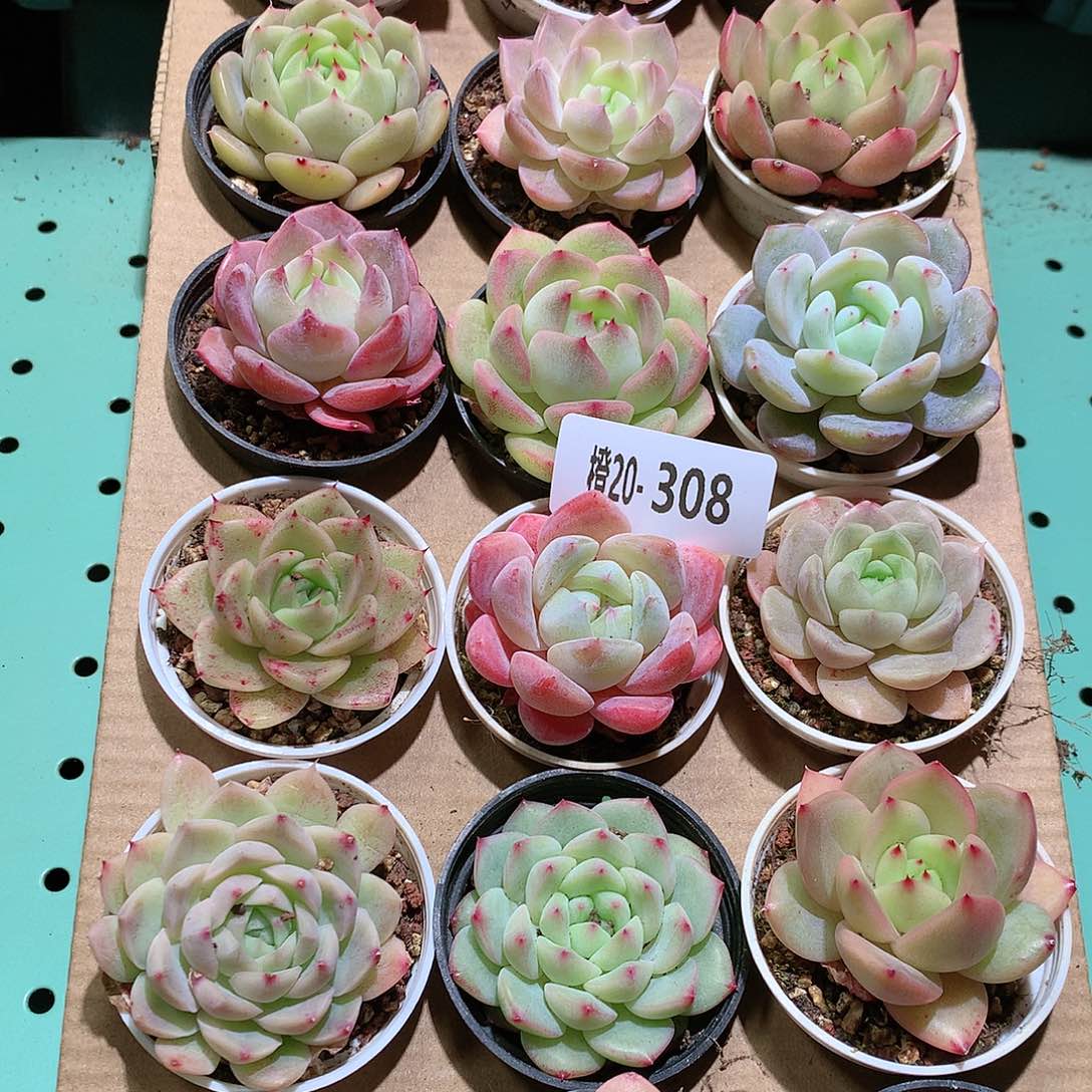 20-308一物一拍带盆18颗