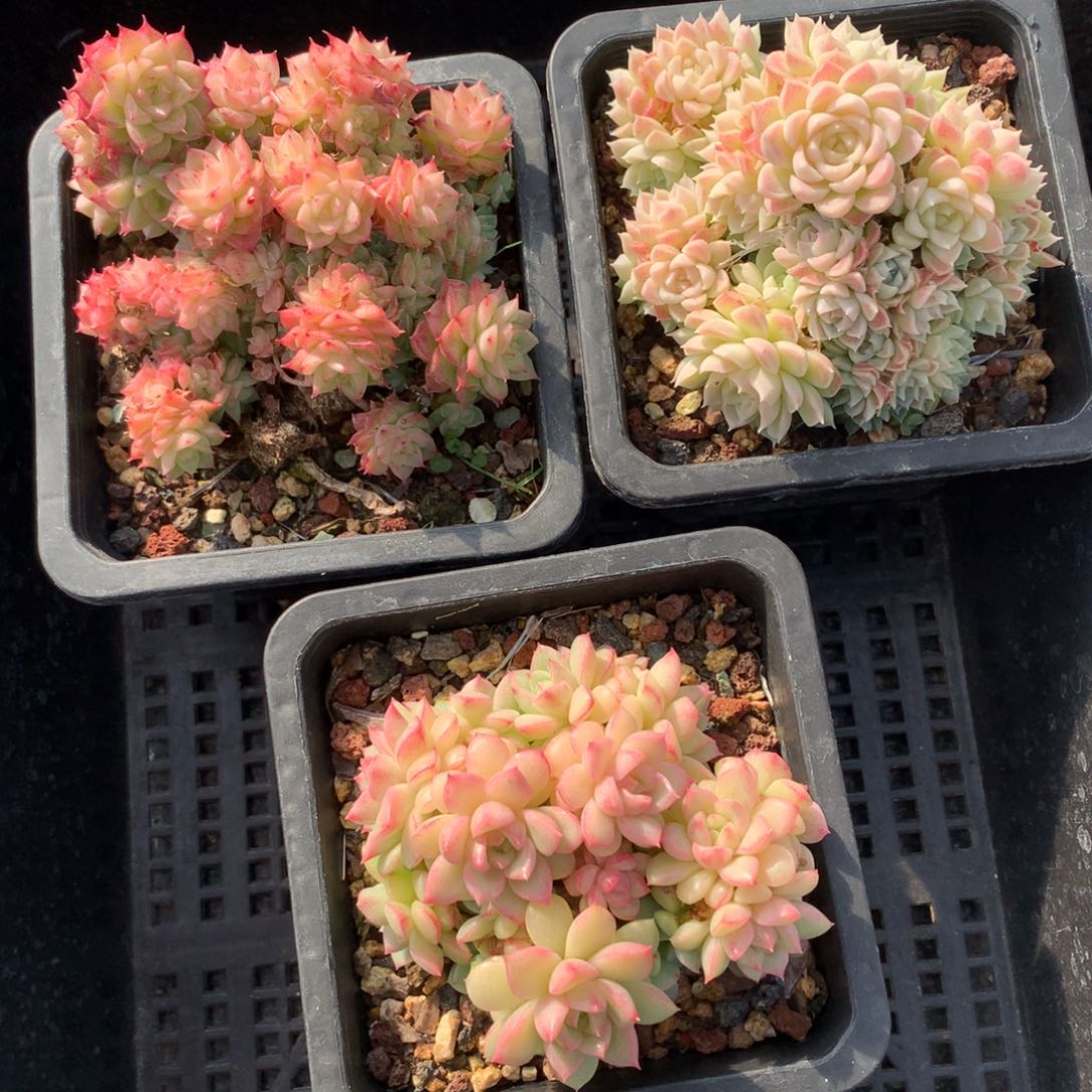 1207-14 麦秆套餐