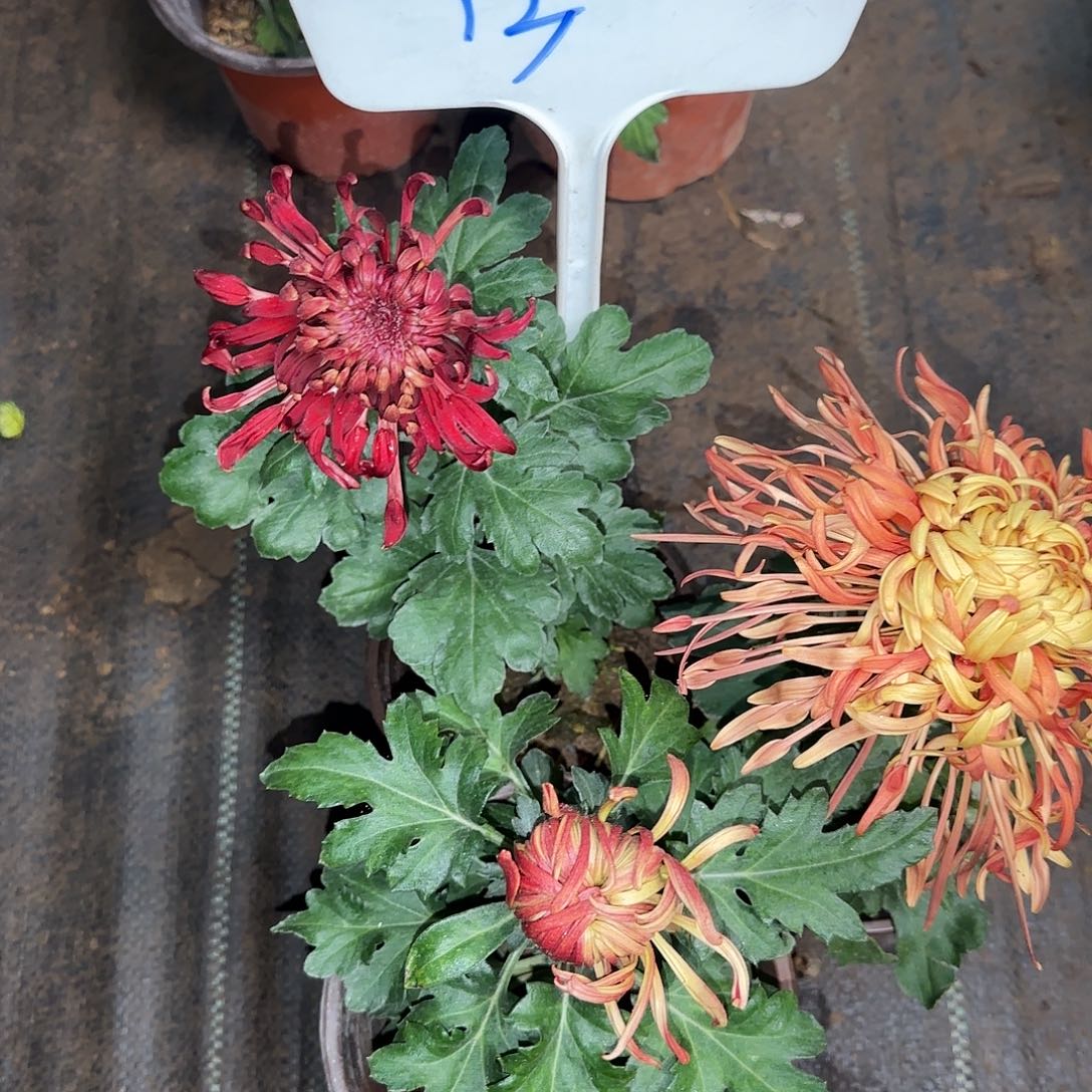 全部花朵Y333333333