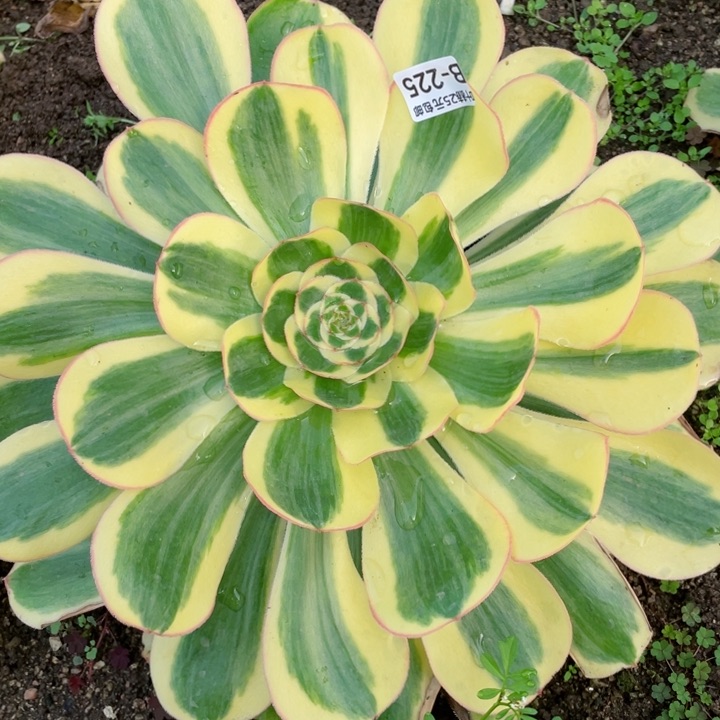 225王妃多肉112345678