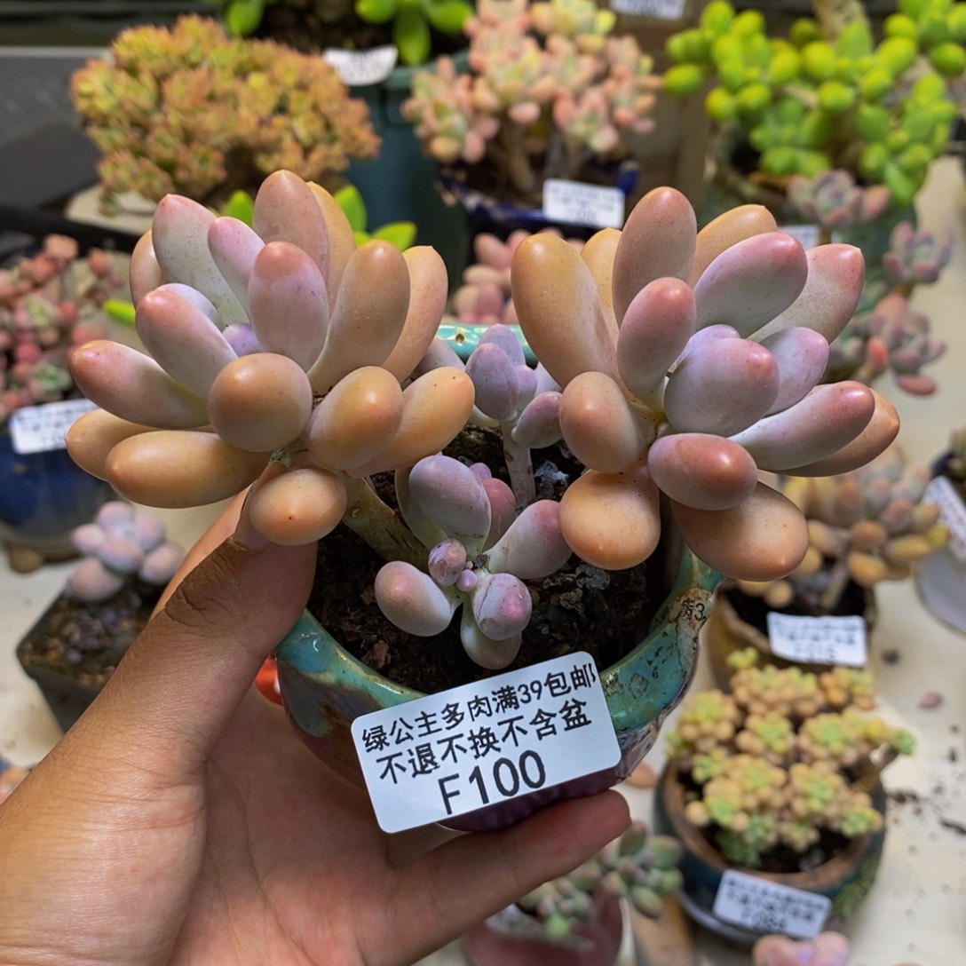 100蛋黄奶多肉8cm
