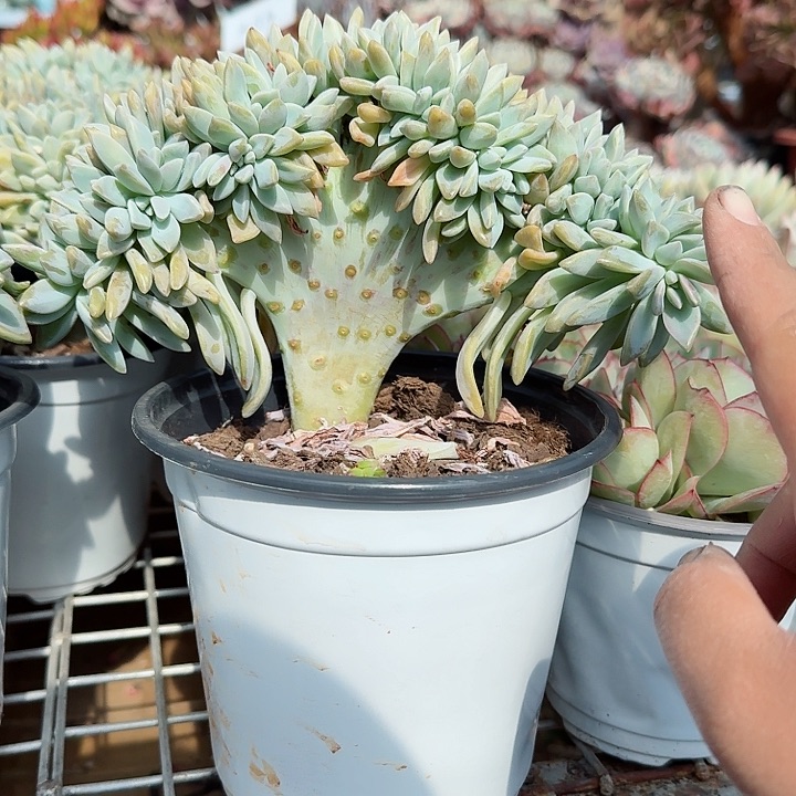 淡雪缀化多肉植物