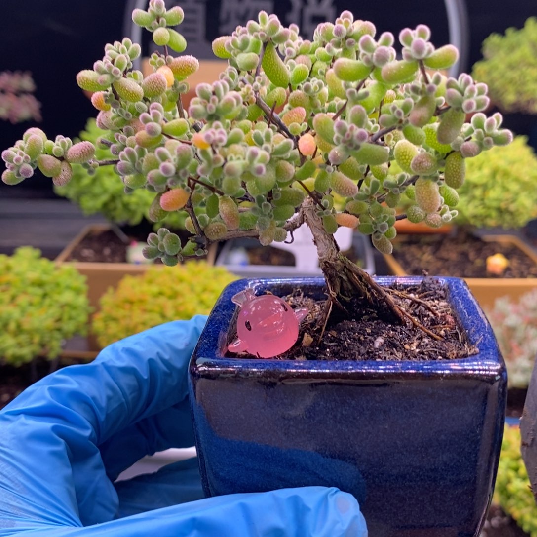 2***3386莱斯不带盆。      