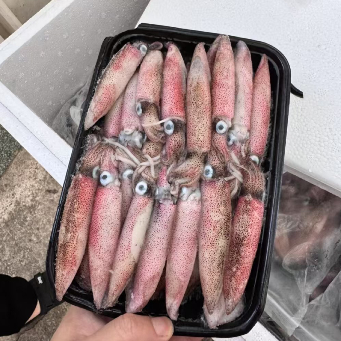 北部湾本港船冻鱿鱼（子弹管）