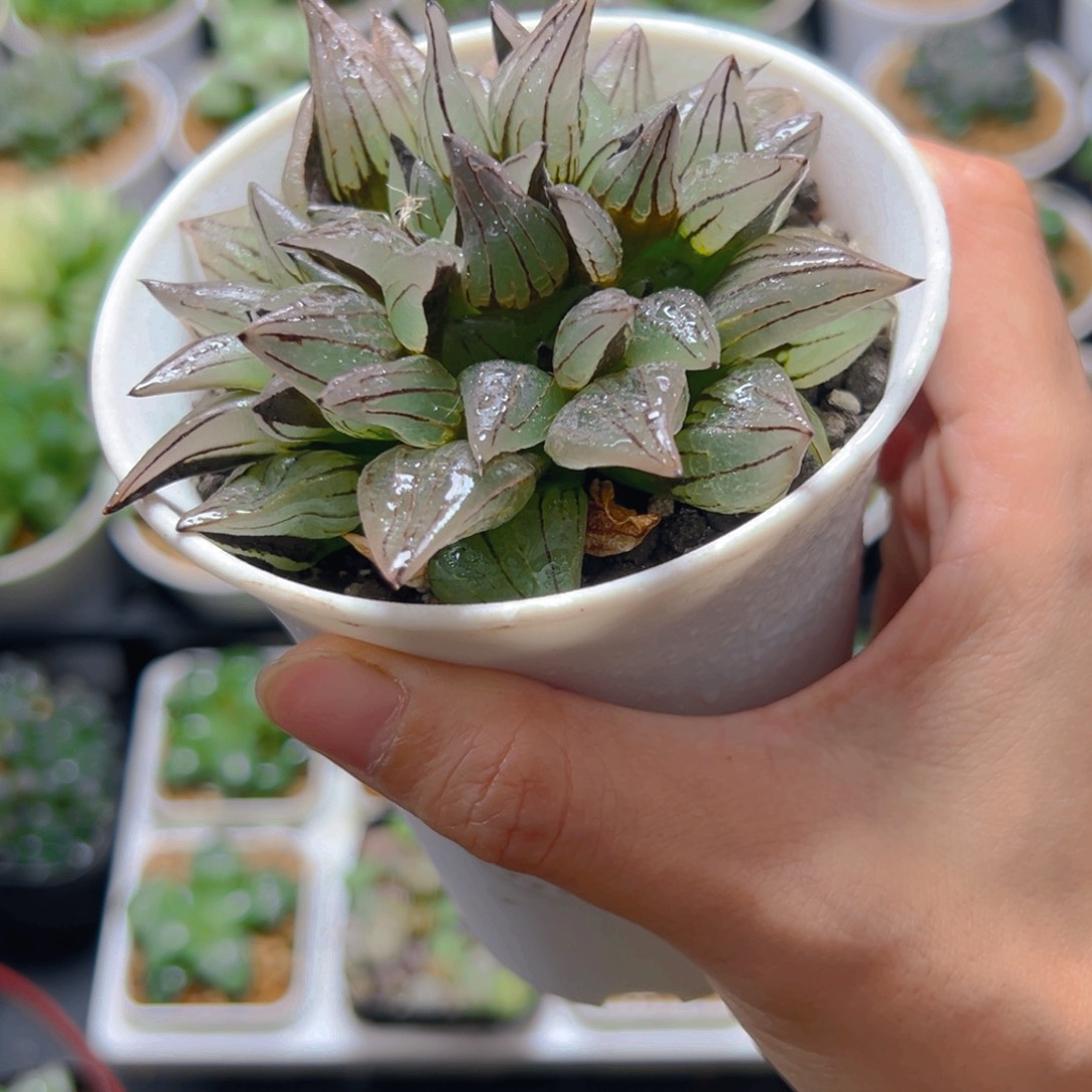 3839多肉植物的多肉
