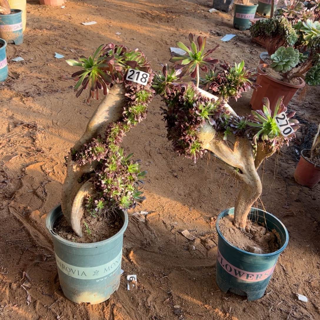 有伤两颗黑缀218.270高度39厘米