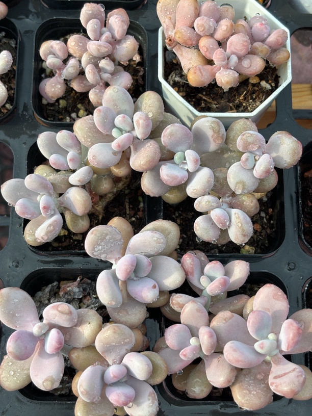 满9.9米包邮桃蛋多肉植物