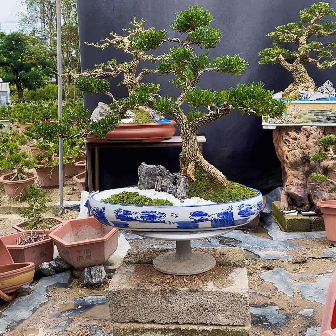 当前无花栽培后可以开花