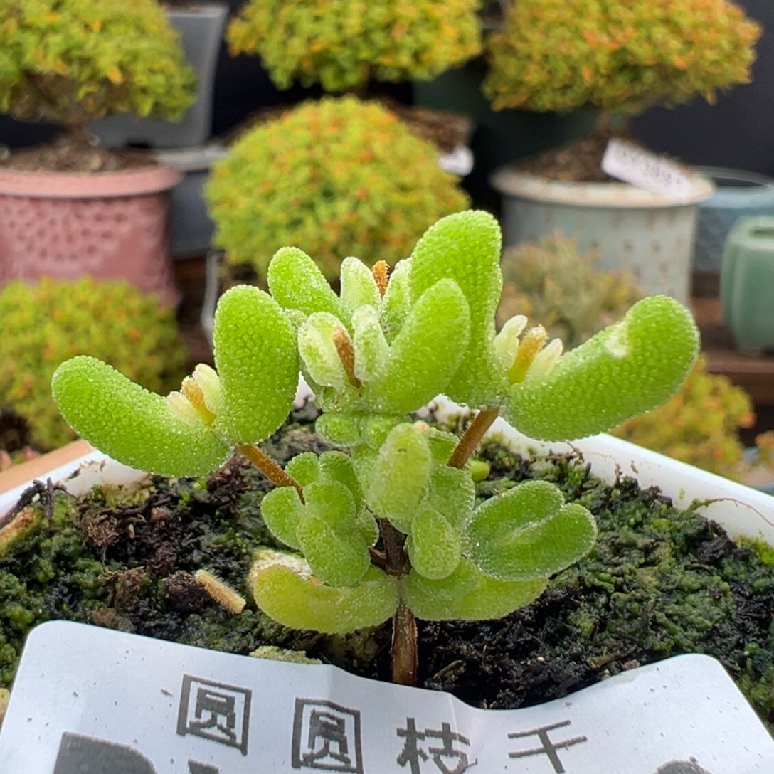 dy3890小小小月曲冠幅3cm