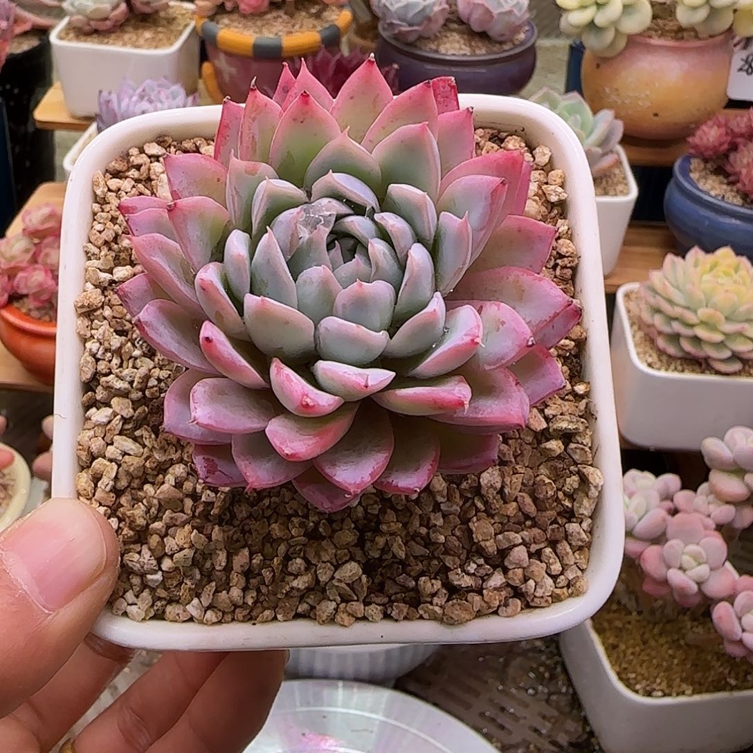 紫罗兰女王不带盆土发货