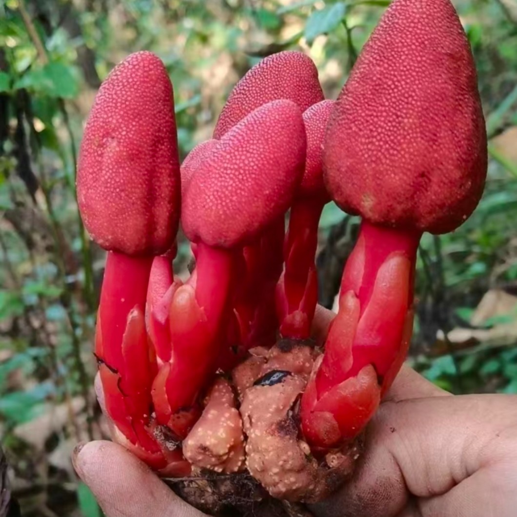 西藏墨脱野生回春草