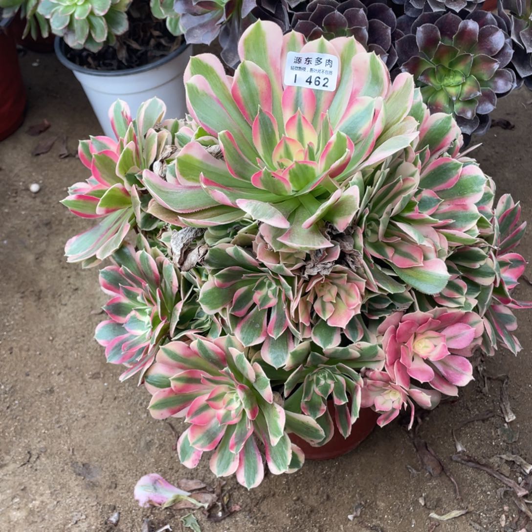 462妖月多肉法师断枝不包