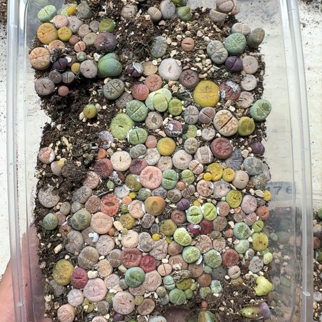 A177。 彩色生石花一大盒