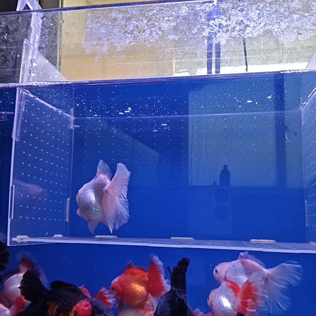 金鱼17直播间看好下单不退不换到货录完整开箱视频有售后