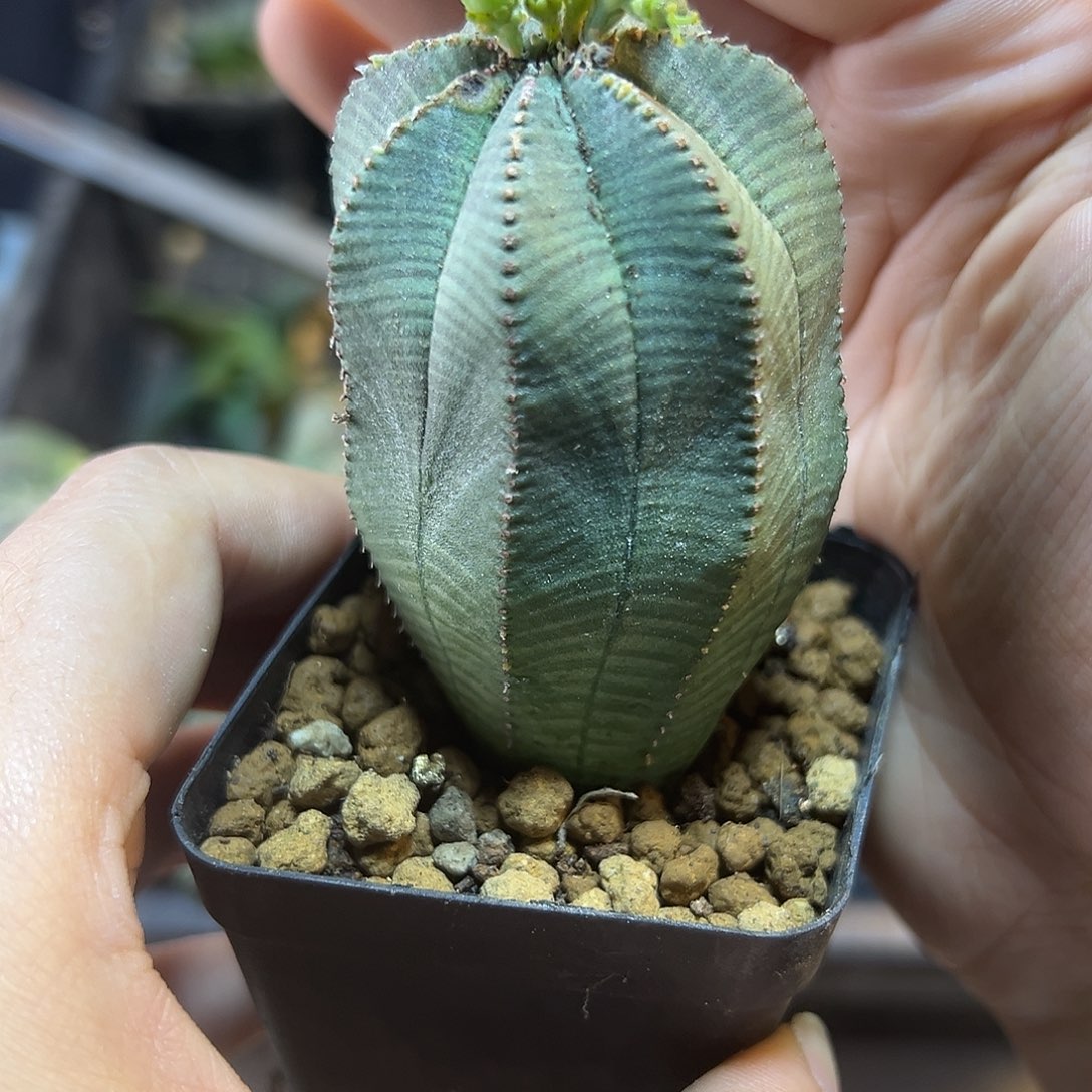 实生欧布带盆3.5公分