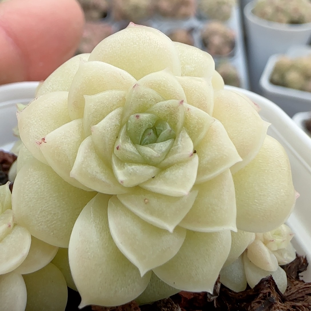 【闪购商品】0216-9优选麦杆