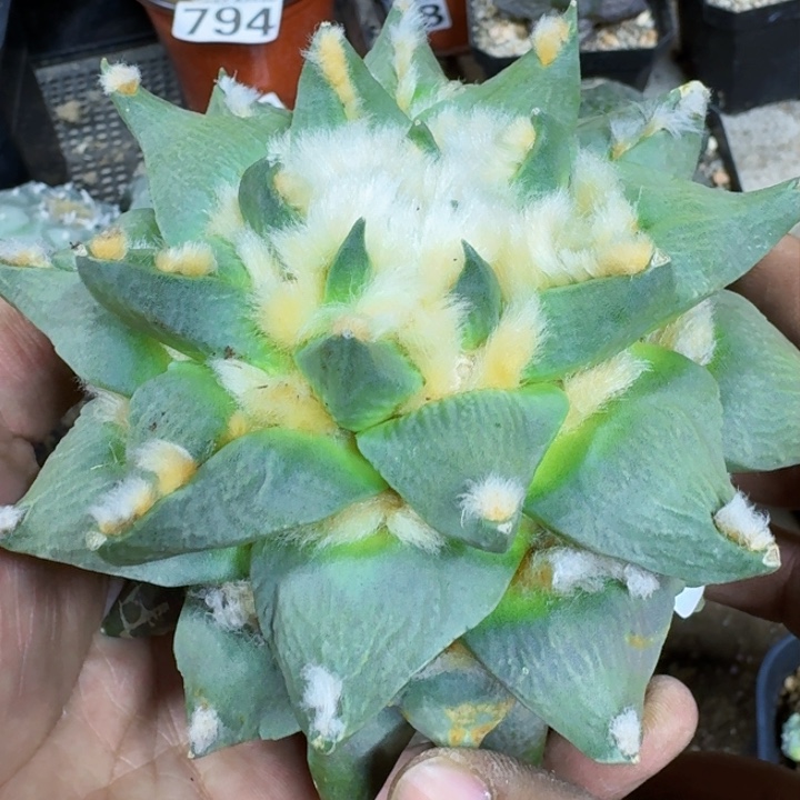 福利苗接大勾尤012