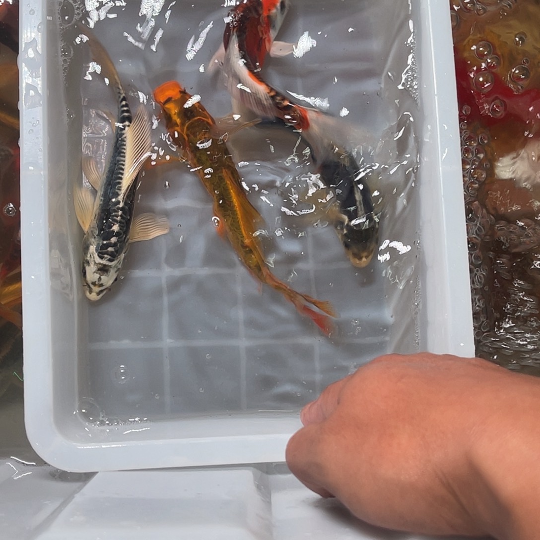 锦鲤包邮，包邮，05