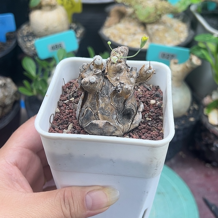 开普顿后盾菊产地多肉植物