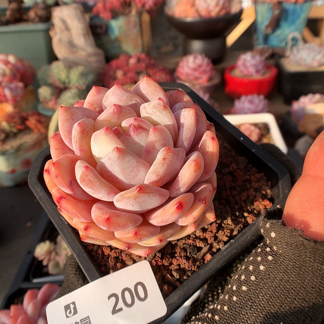 200雪天使多肉植物