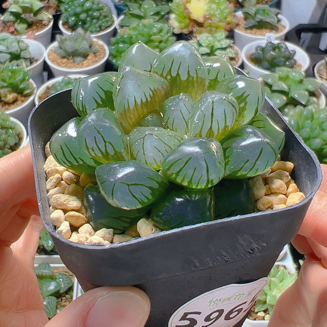 5965多肉植物一颗多肉