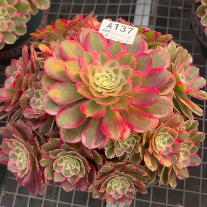 137孔雀翎20厘米左右