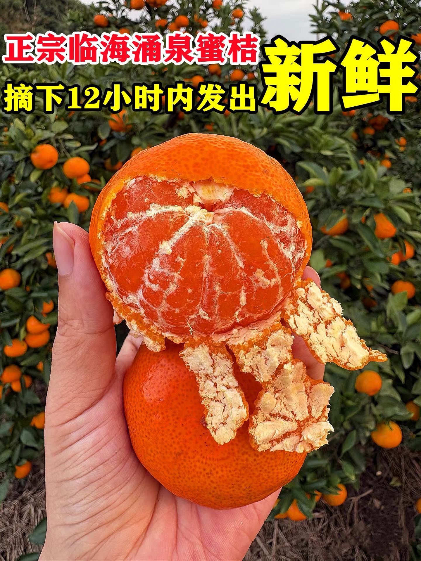 正宗涌泉蜜桔浙江临海涌泉蜜桔现摘现发极速鲜橘子桔子包邮S2